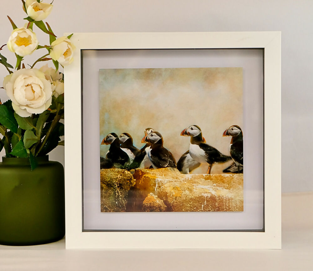 PUFFIN PRINT IN BOX FRAME "THE GATHERING"