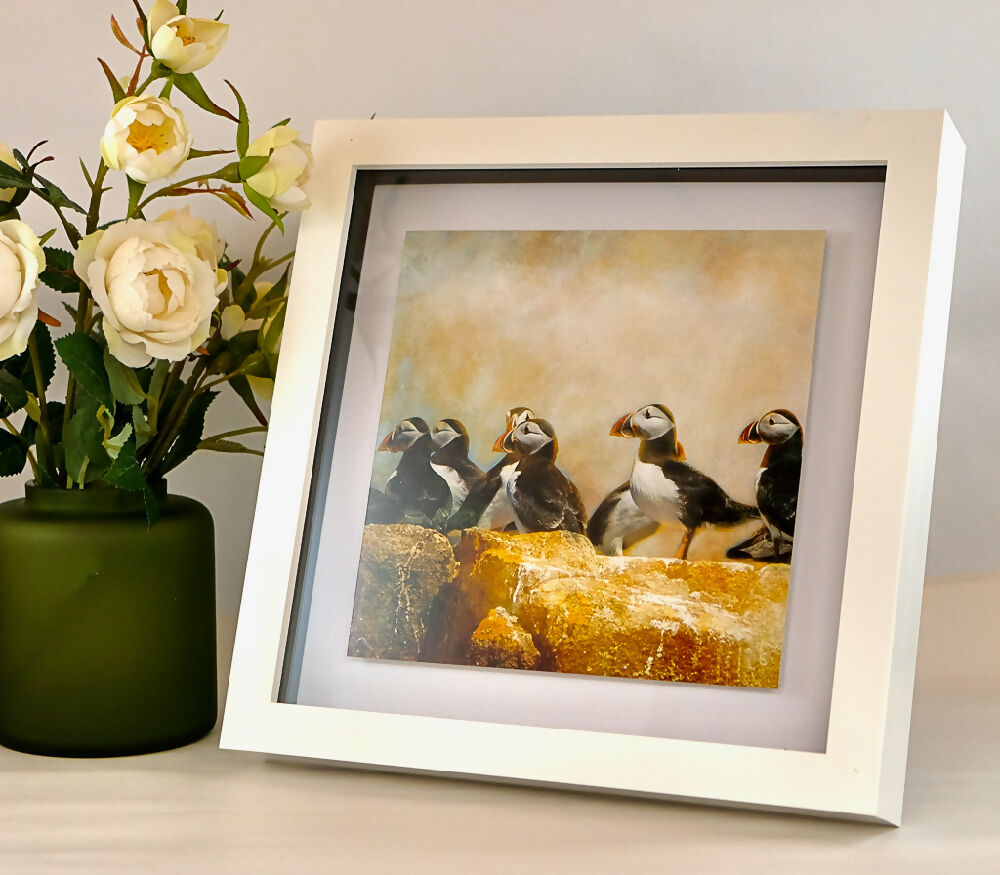 PUFFIN PRINT IN BOX FRAME "THE GATHERING"
