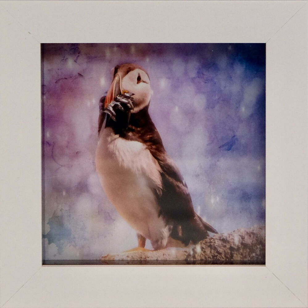 PUFFIN PRINT IN MINI FRAME - "LUNCH TIME"