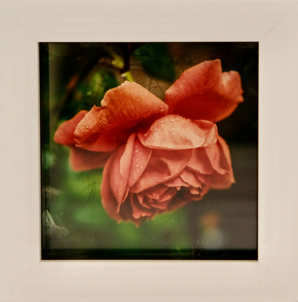 FLORAL PRINT IN MINI BOX FRAME - "ORANGE ROSE"