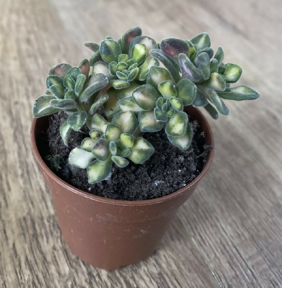flea plant succulent Aeonium lindleyi f. variegated | Succulents | Rare UK | Collectors