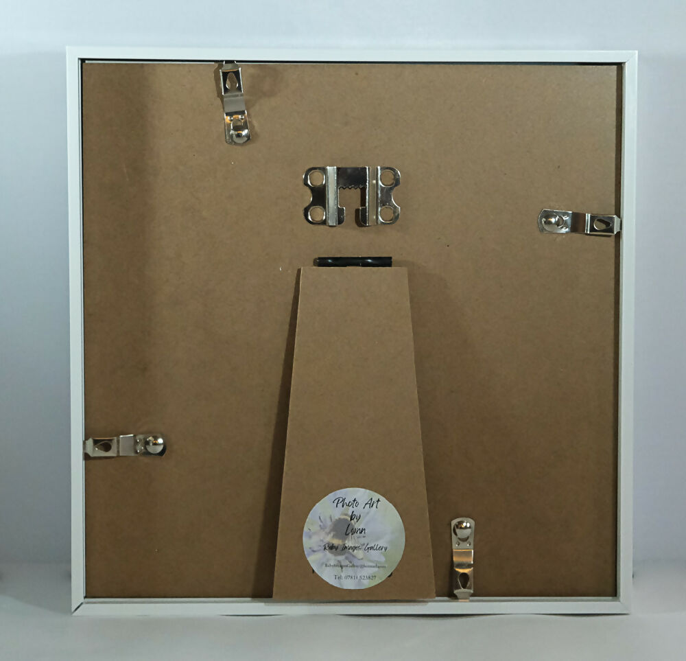 POPPY PRINT IN 3D BOX FRAME - "LONE POPPY"