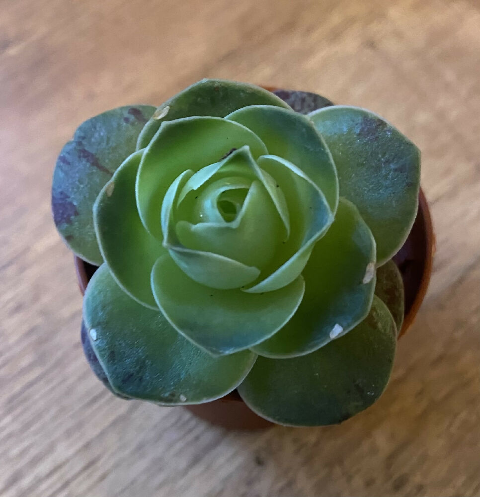 Greenovia ‘little temptress’ | Succulent Cactus | Rare | 6cm Pot Rooted