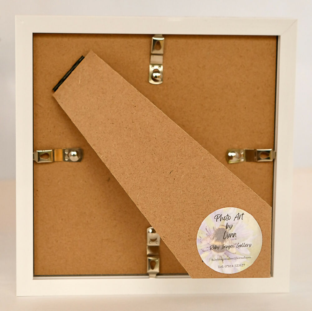 PUFFIN PRINT IN SMALL BOX FRAME - "LUNCH TIME"