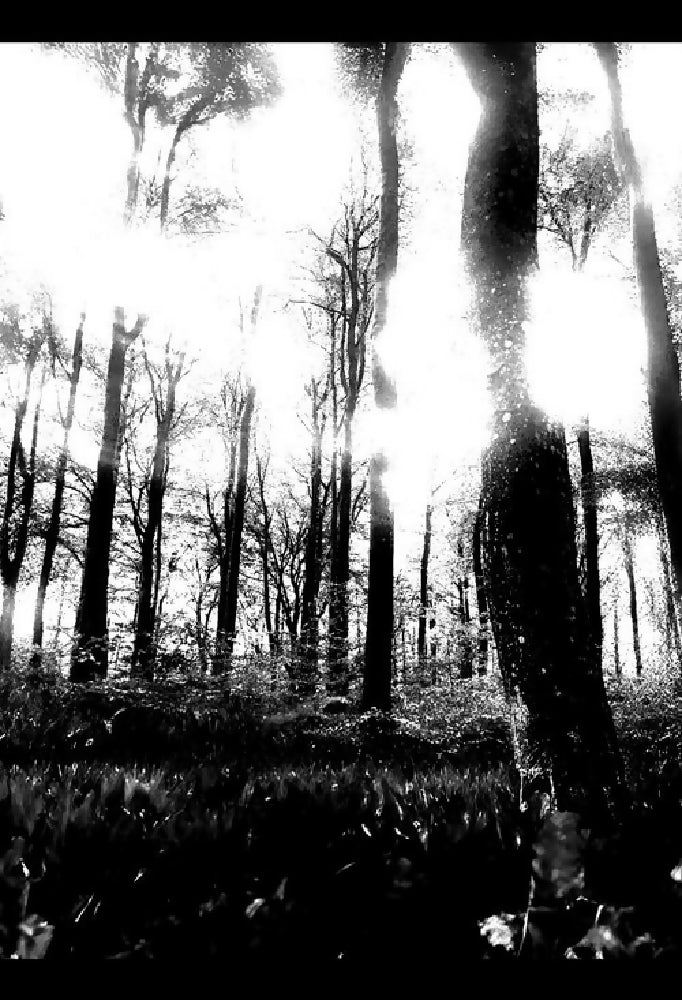 BACIU BEARD/HAIR OIL (100ML A FOREST SCENT)