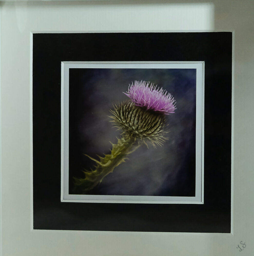 THISTLE PRINT IN 3D BOX FRAME