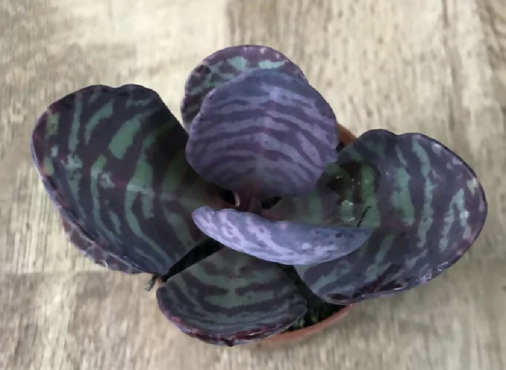 Kalanchoe Humilis ‘Dessert Surprise’ | Succulent Cactus | Rooted 6cm Pot | Zebra