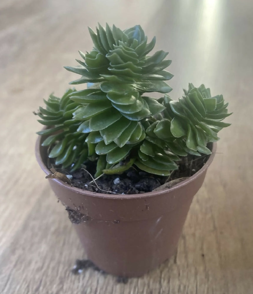 Crassula 'Estagnol' | Hybrid Succulents | Rare | Spiral | Twister | Rooted Plant