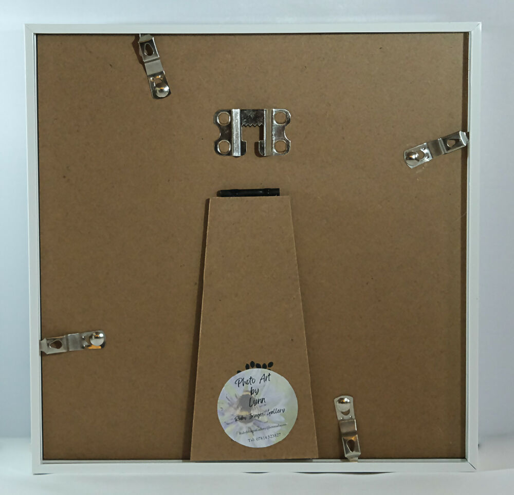 PUFFIN PRINT IN 3D BOX FRAME - "READY STEADY"