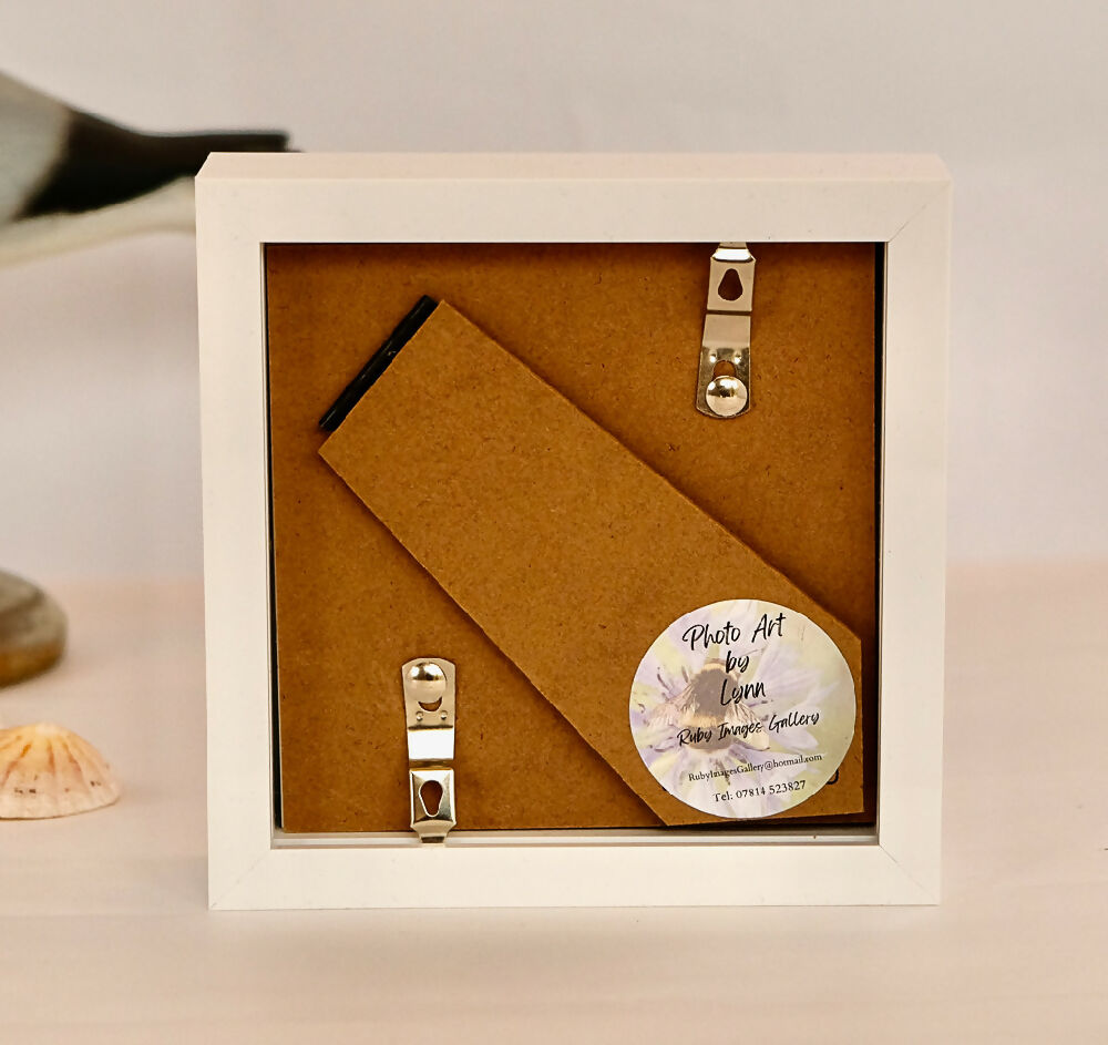 PUFFIN PRINT IN MINI FRAME - "READY STEADY.."