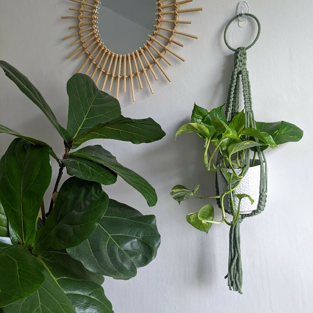 green statement plant hanger