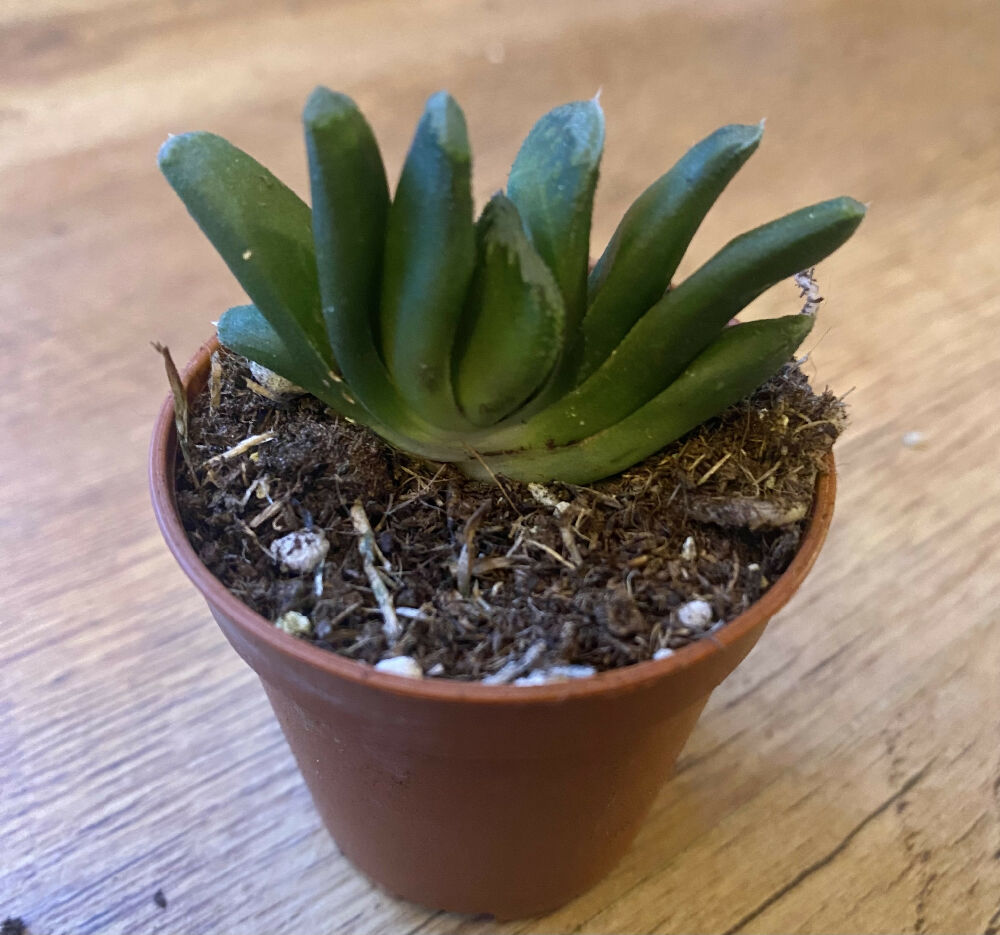 Haworthia Maughanii x Truncata | Succulent Rooted In 6cm Pot | Rare