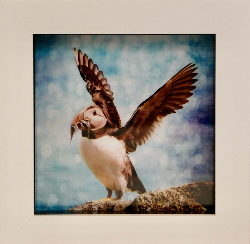 PUFFIN PRINT IN MINI FRAME - "CATCH OF THE DAY"