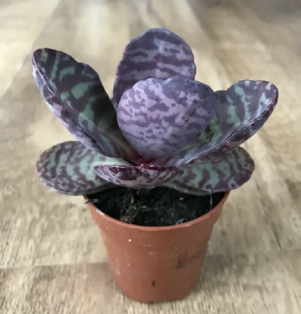 flea plant succulent Kalanchoe Humilis ‘Dessert Surprise’ | Succulent Cactus | Rooted 6cm Pot