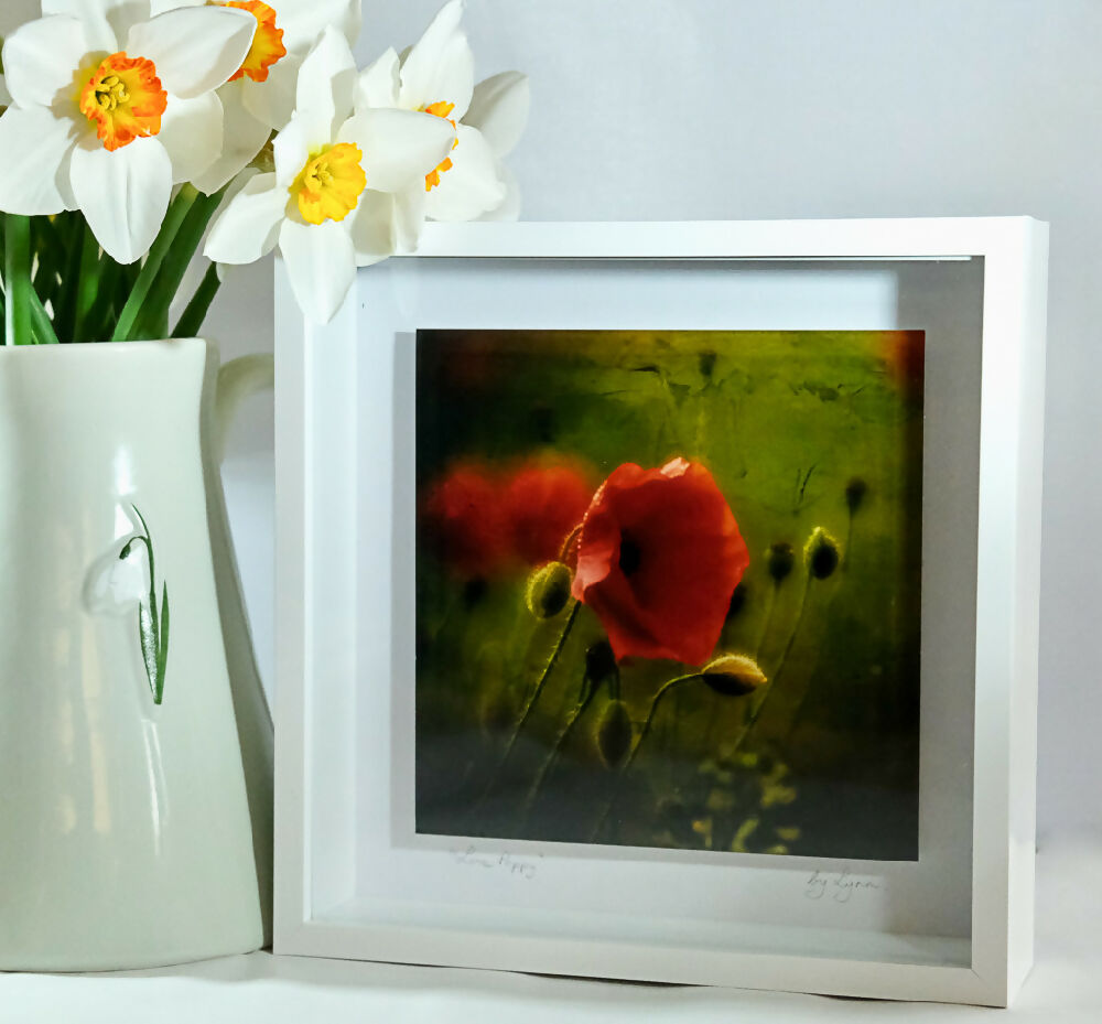 POPPY PRINT IN 3D BOX FRAME - "LONE POPPY"
