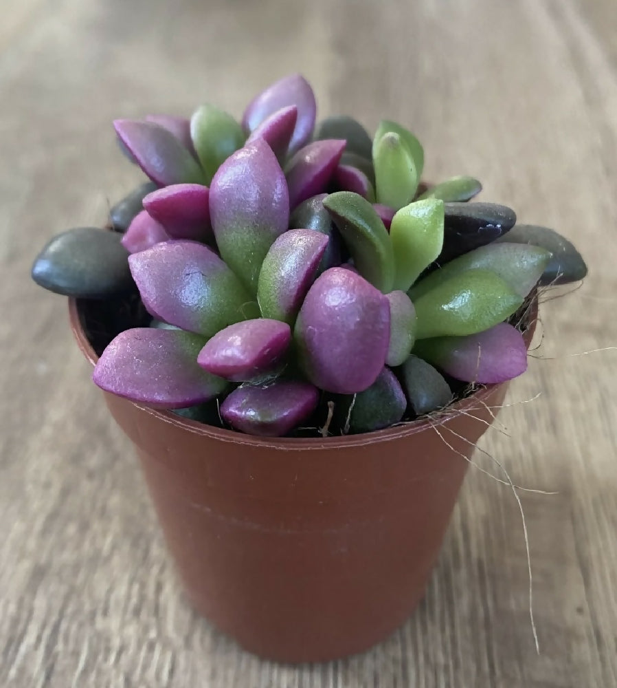 sunrise succulent plant Anacampseros Rufescens ‘Sunrise’ | Succulent Plant | 6cm Pot