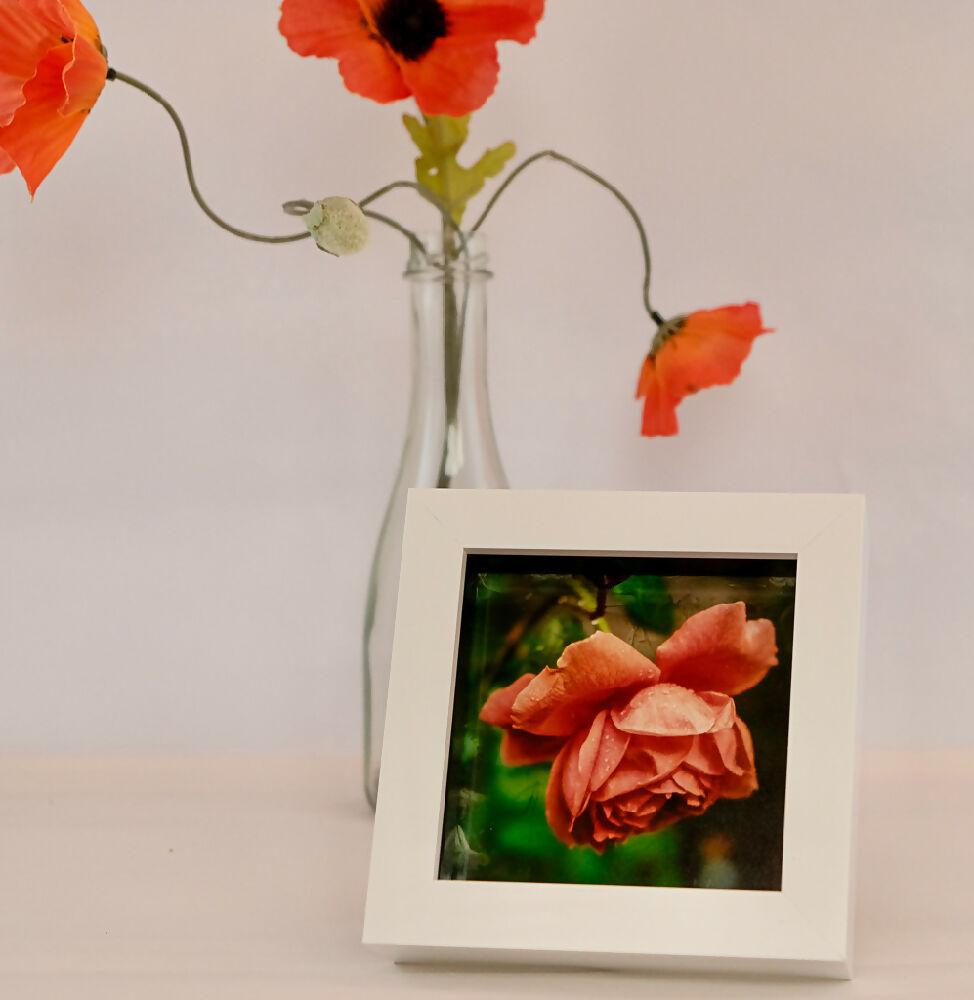 FLORAL PRINT IN MINI BOX FRAME - "ORANGE ROSE"