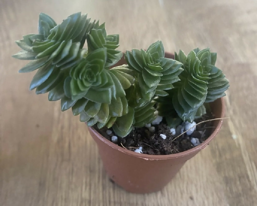 Crassula 'Estagnol' | Hybrid Succulents | Rare | Spiral | Twister | Rooted Plant