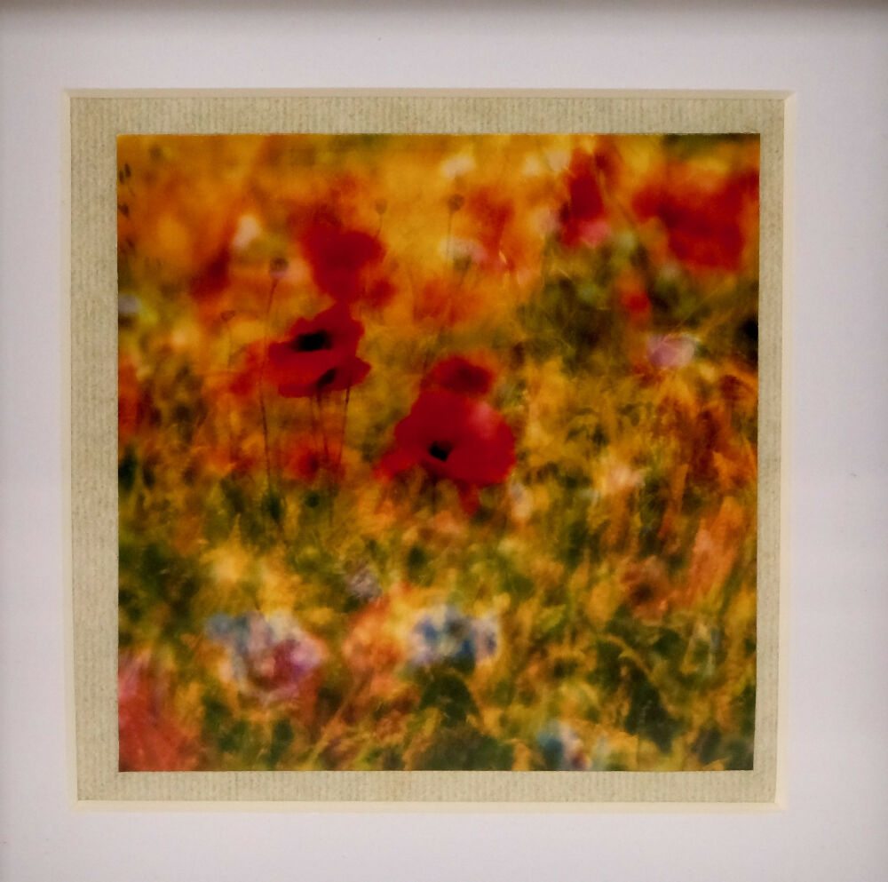 ABSTRACT POPPY FIELD PRINT IN SMALL BOX FRAME - "POPPY FIELD"