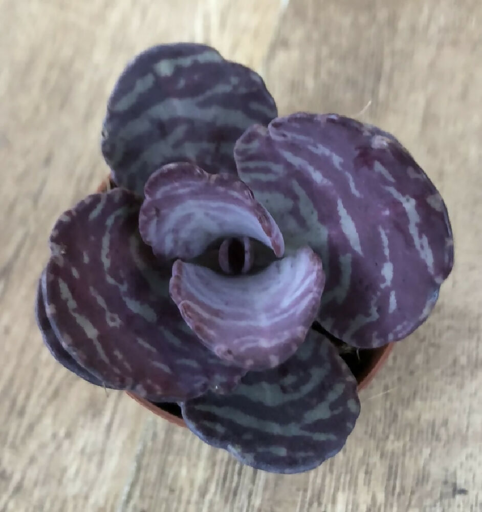 Kalanchoe Humilis ‘Dessert Surprise’ | Succulent Cactus | Rooted 6cm Pot | Zebra