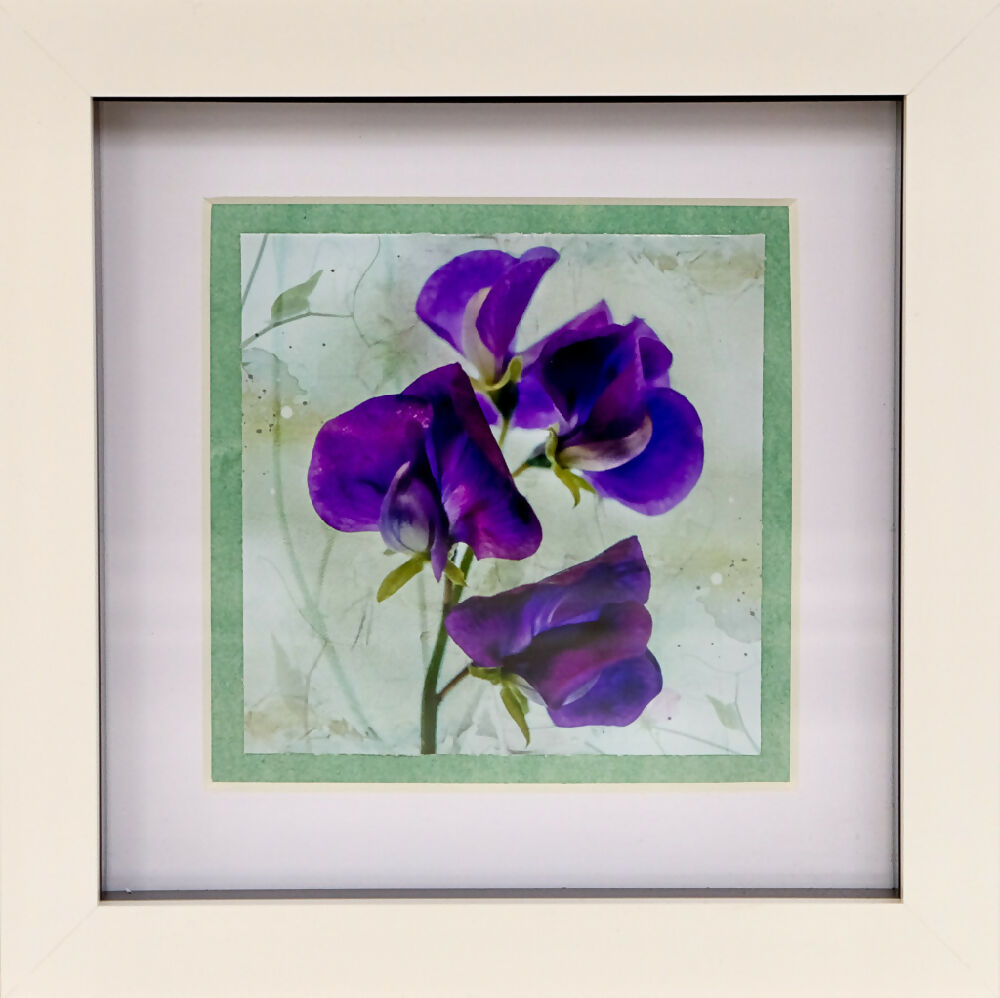 FLORAL PRINT OF SWEET PEAS IN SMALL BOX FRAME - "PURPLE SWEET PEAS"