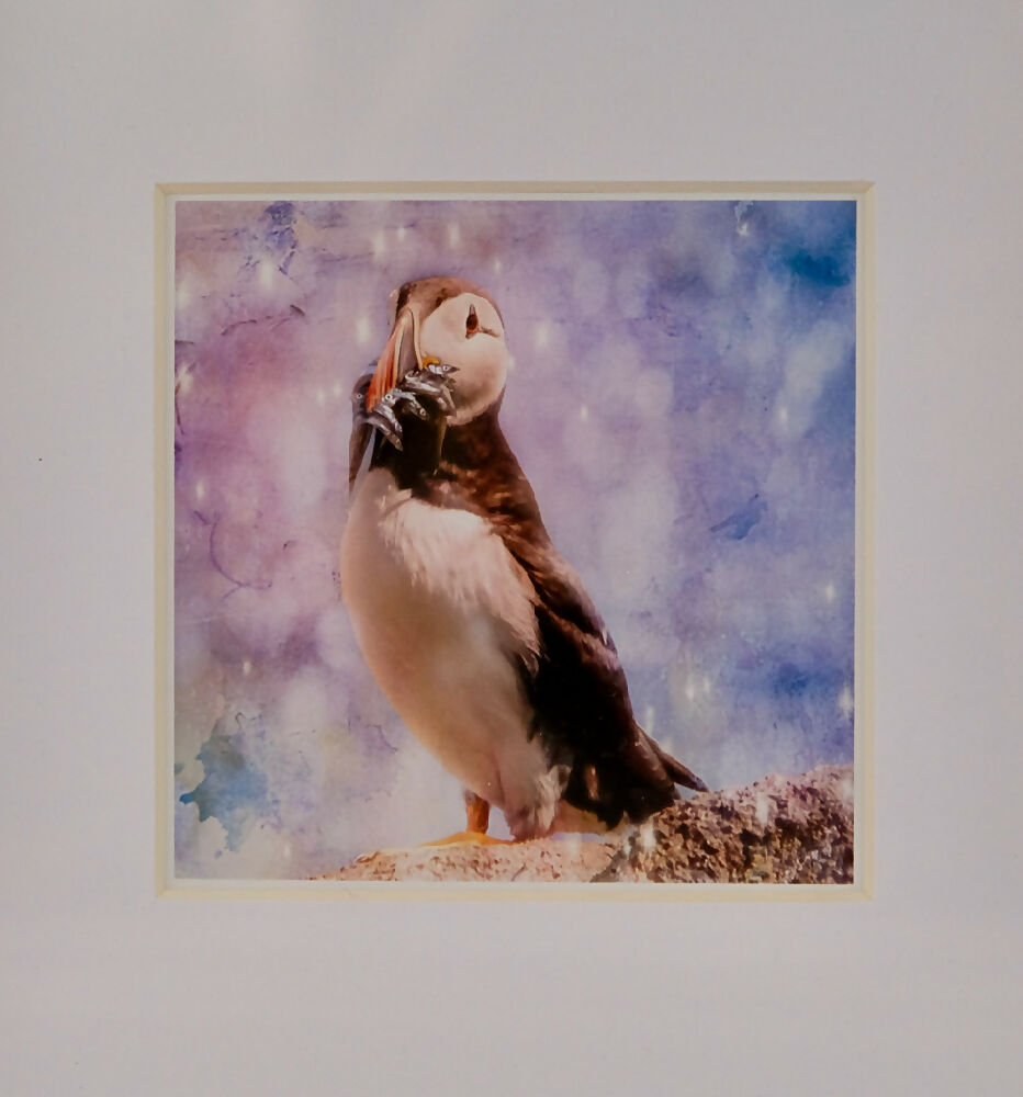 PUFFIN PRINT IN BOX FRAME - "LUNCH TIME"