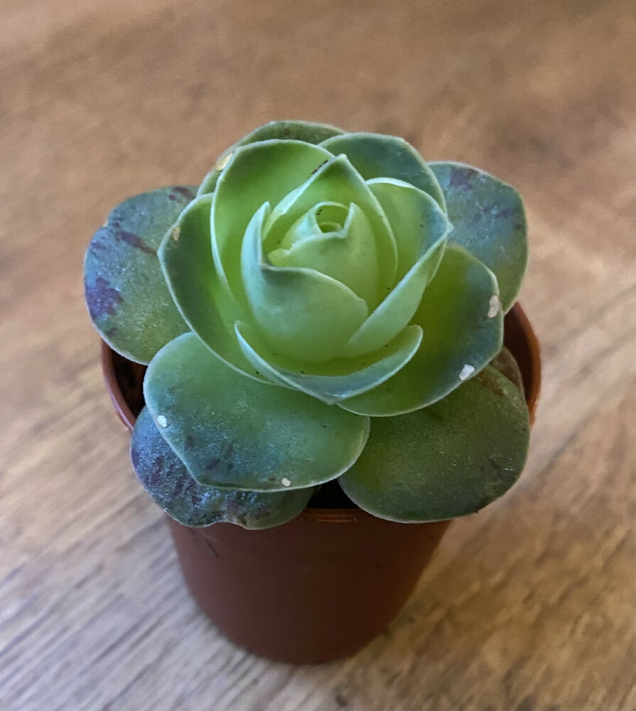 Greenovia ‘little temptress’ | Succulent Cactus | Rare | 6cm Pot Rooted
