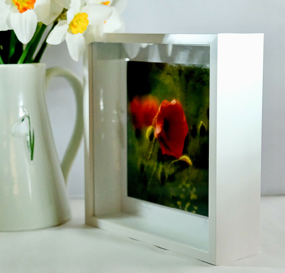 POPPY PRINT IN 3D BOX FRAME - "LONE POPPY"