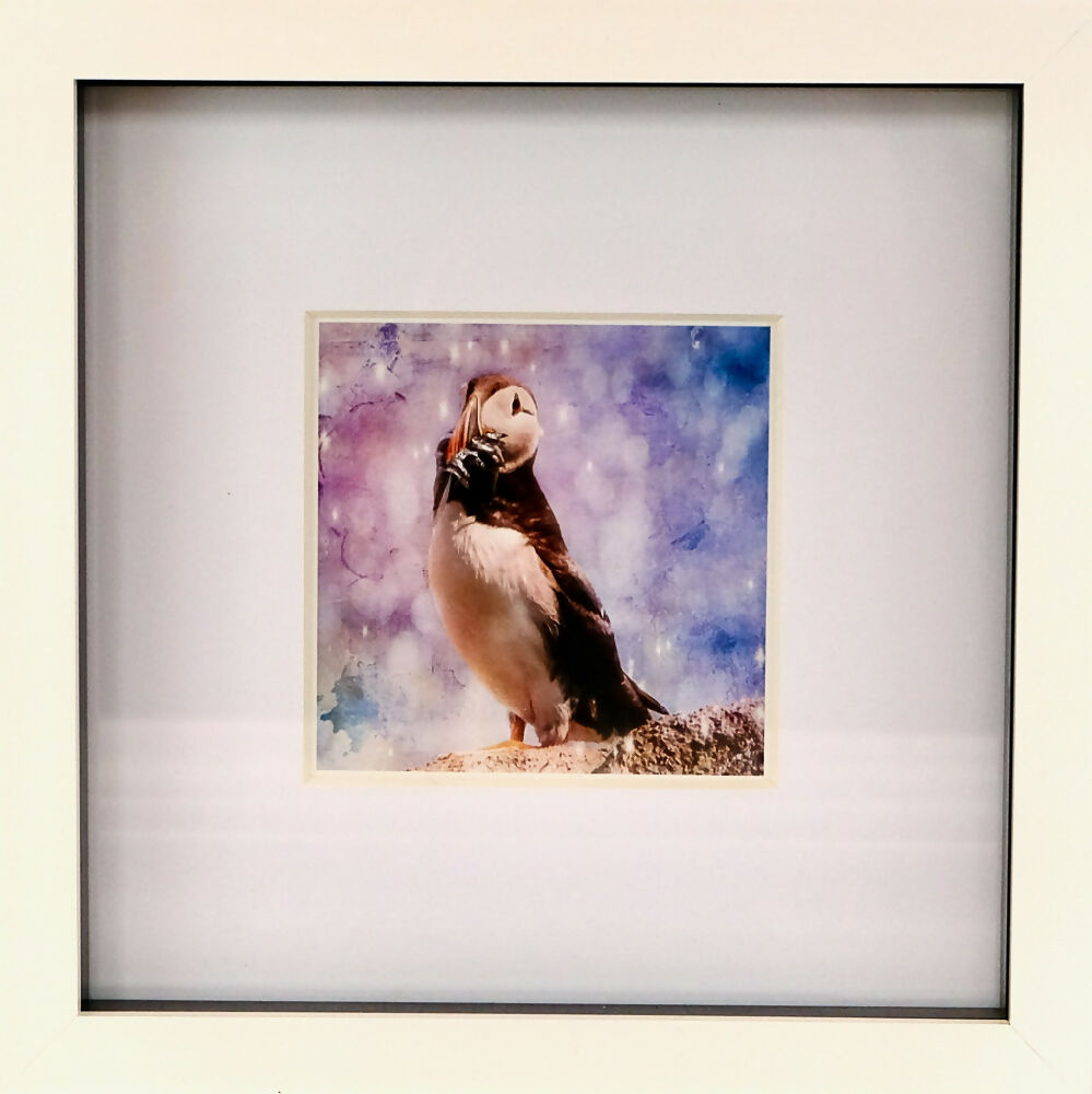 PUFFIN PRINT IN BOX FRAME - "LUNCH TIME"