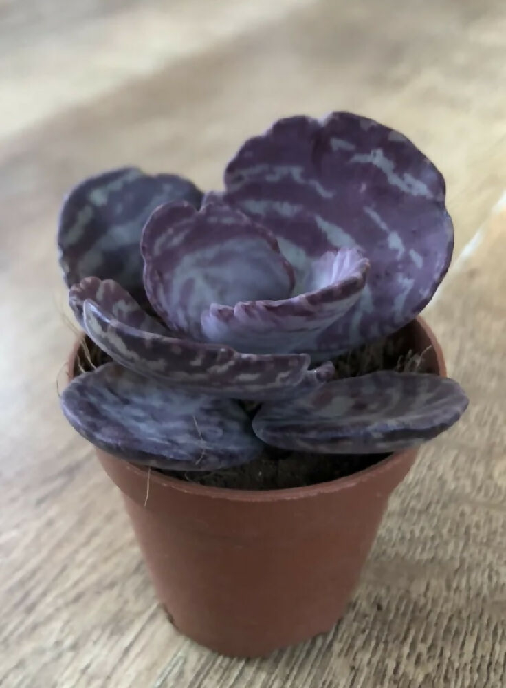 Kalanchoe Humilis ‘Dessert Surprise’ | Succulent Cactus | Rooted 6cm Pot | Zebra