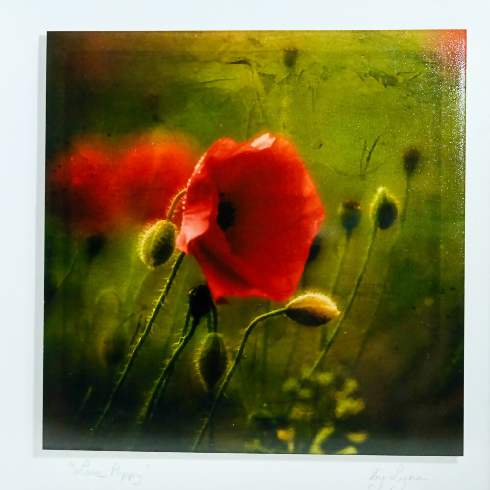 POPPY PRINT IN 3D BOX FRAME - "LONE POPPY"
