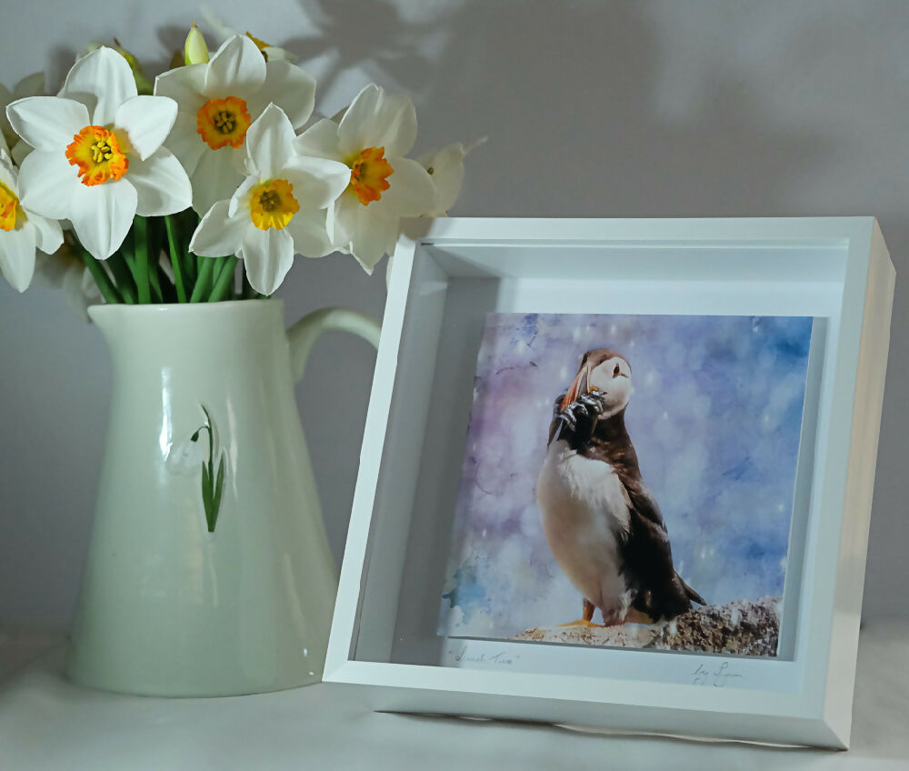 PUFFIN PRINT IN 3D BOX FRAME ("Lunchtime")