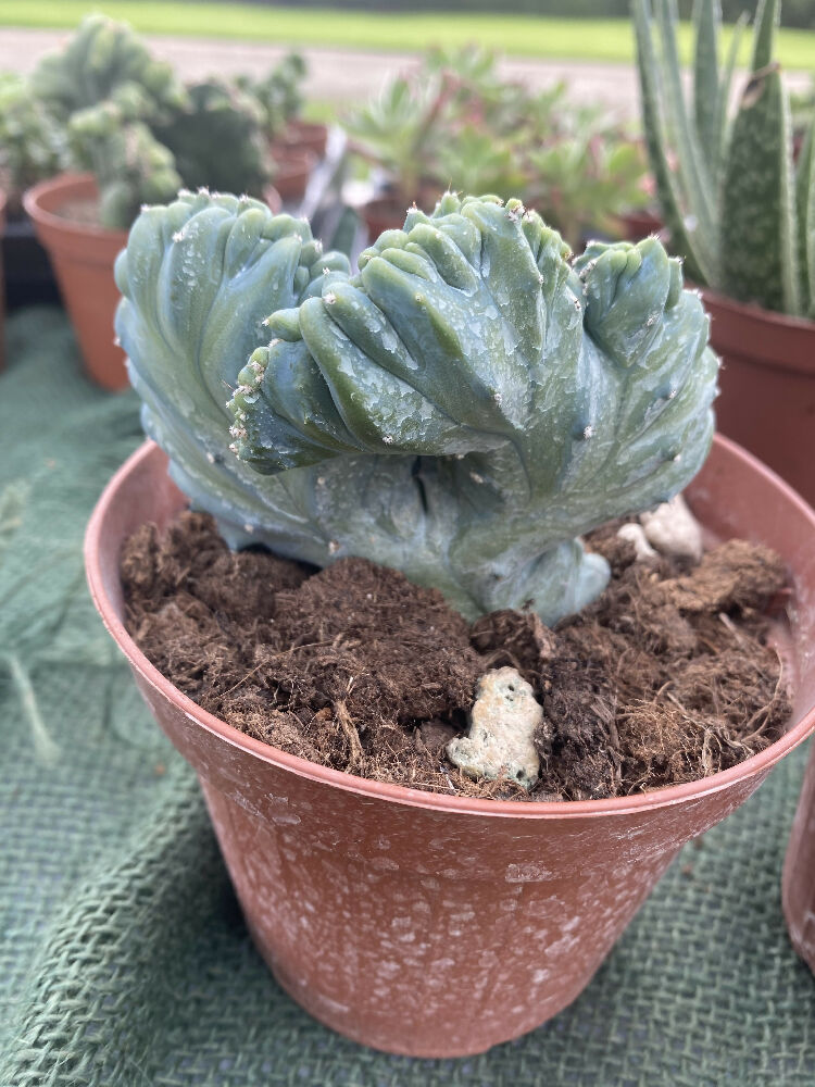 crested myrtillocactus geometrizans succulent Myrtillocactus Geometrizans f. Cristata | Crested | 13cm Pot