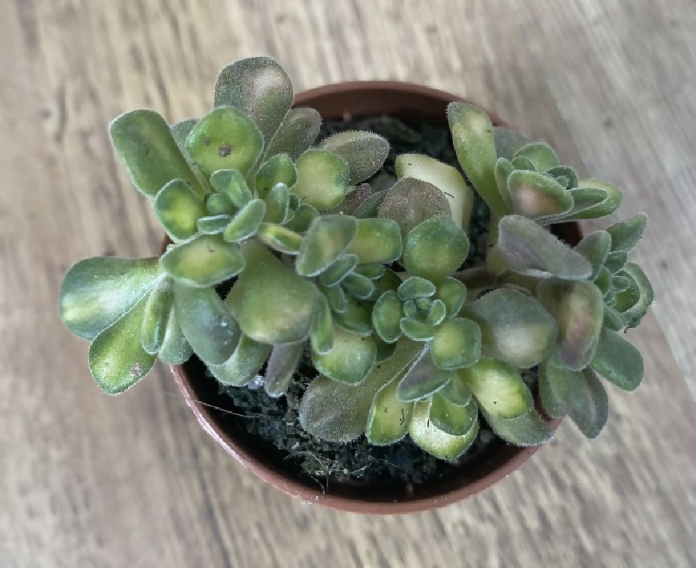 flea plant succulent Aeonium lindleyi f. variegated | Succulents | Rare UK | Collectors