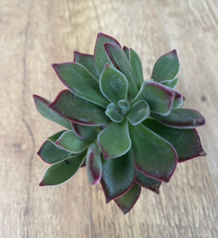 flea plant succulent Echeveria Pulvinata 'Ruby slipper’ Devotion | Succulent | Rare