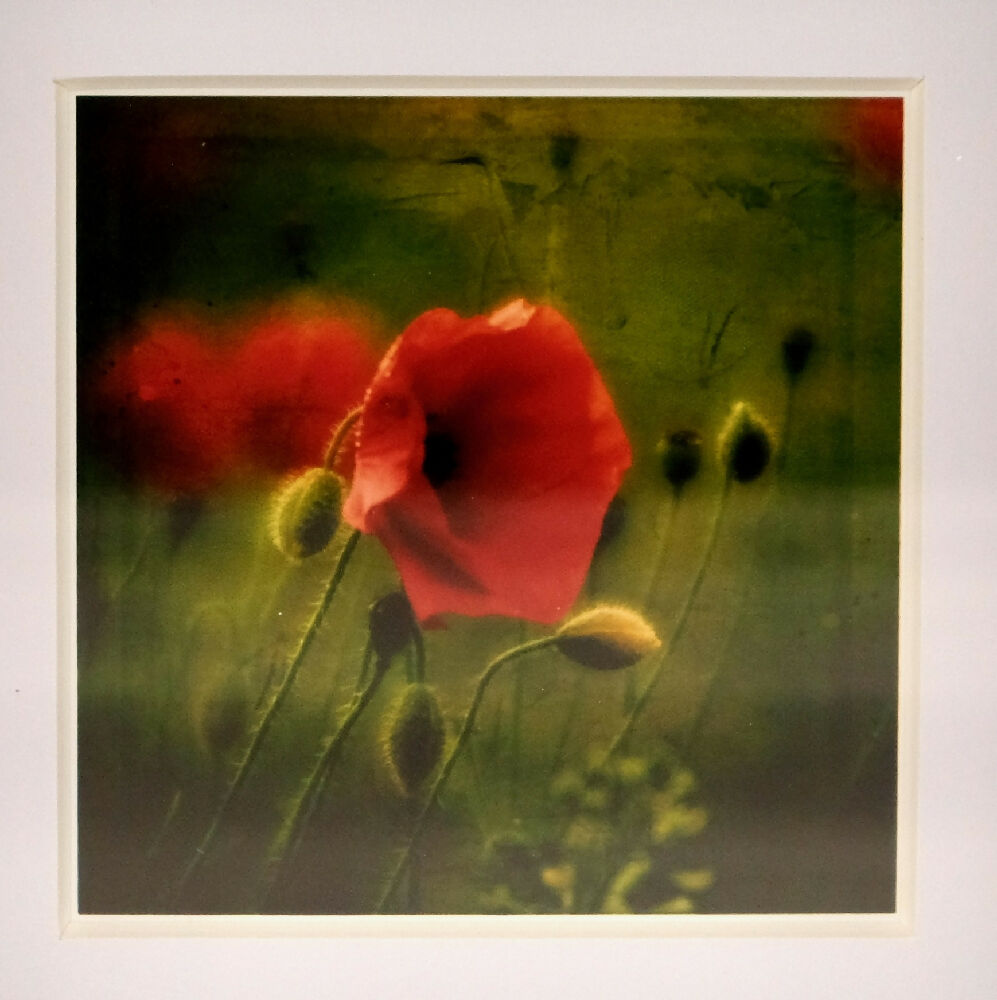 POPPY PRINT IN SMALL BOX FRAME - "LONE POPPY"