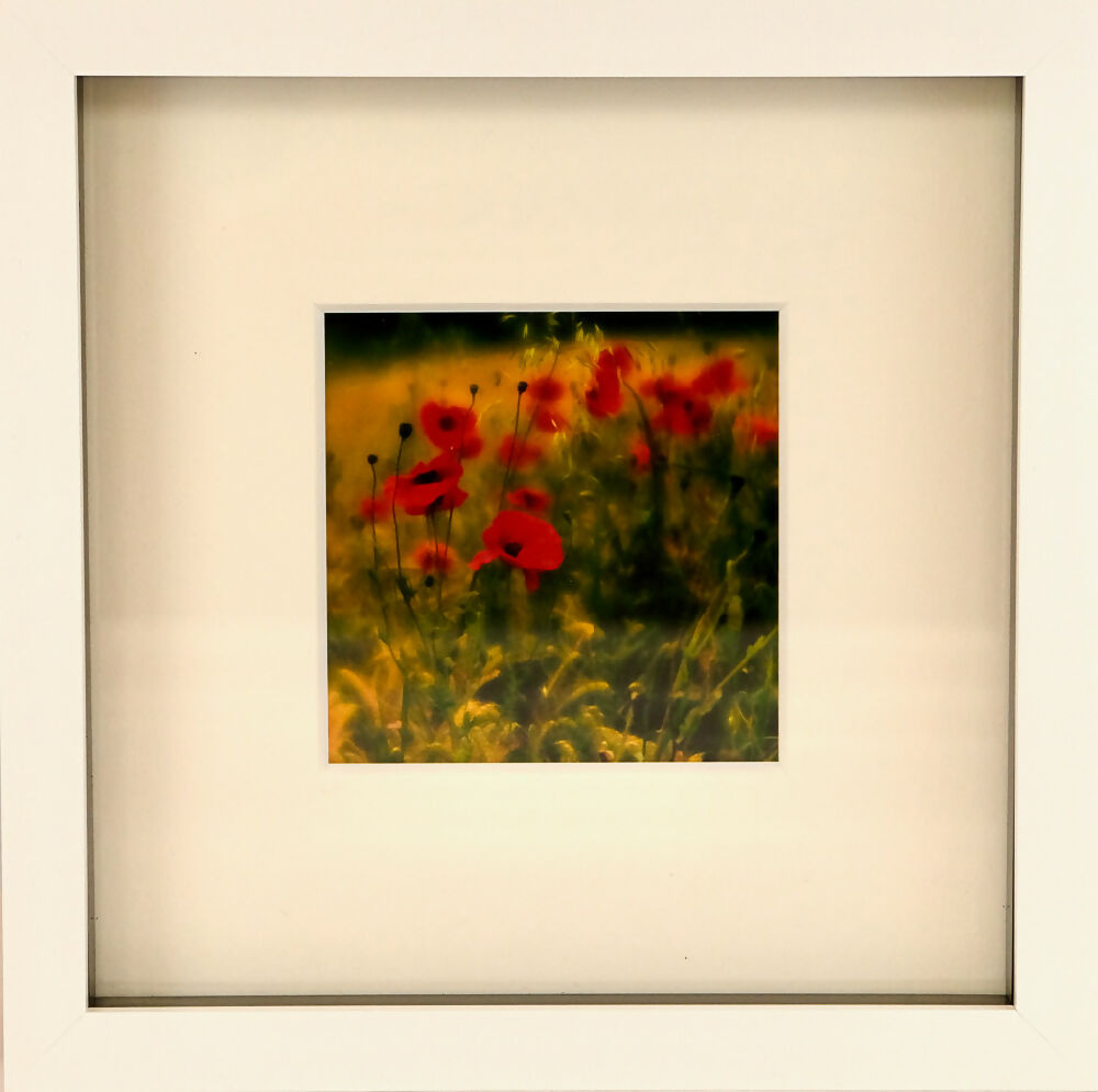 POPPY PRINT IN BOX FRAME - "FIELD OF POPPIES"