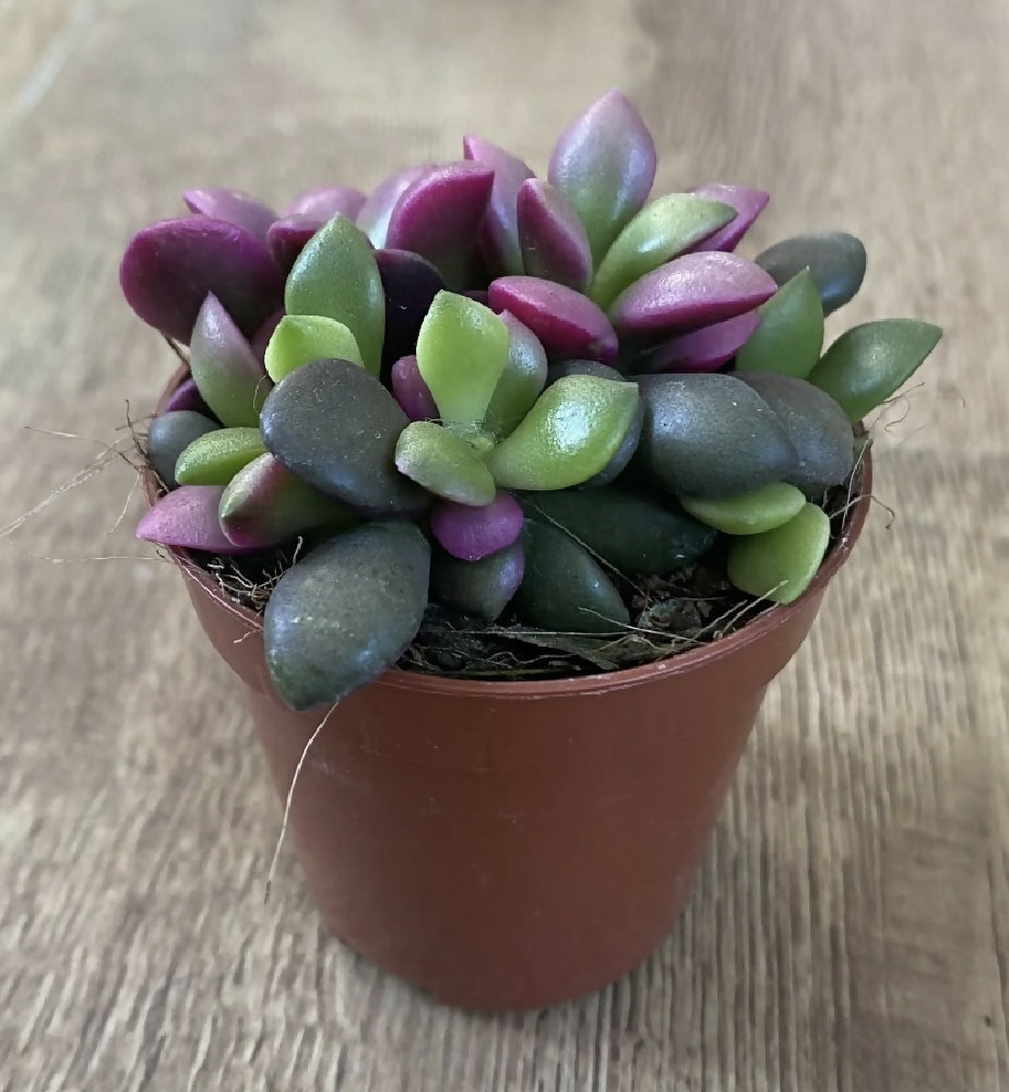 anacampseros rufescens succulent Anacampseros Rufescens ‘Sunrise’ | Succulent Plant | 6cm Pot