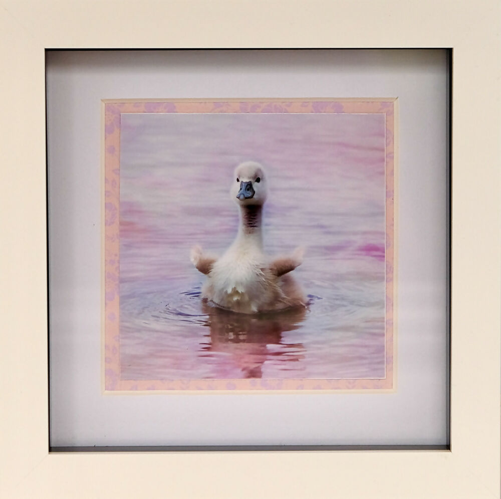 CUTE CYGNET PRINT IN SMALL BOX FRAME - "PINK CYGNET"