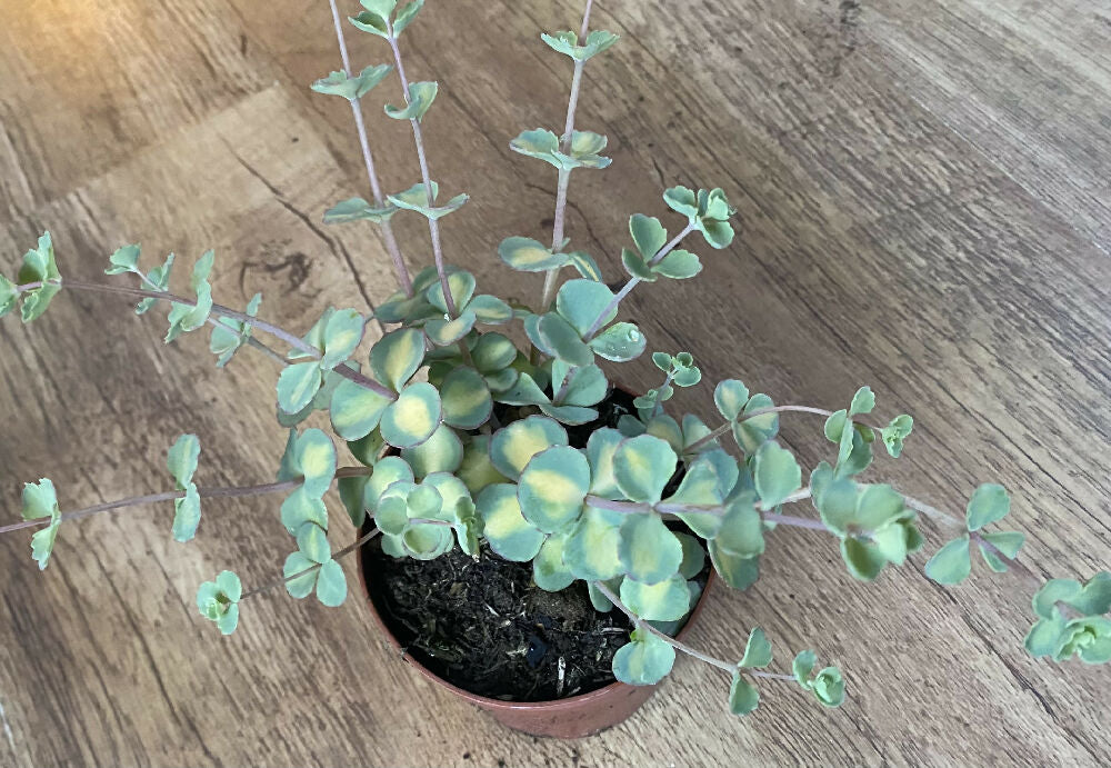 Sedum Sieboldi Variegated | Cactus Succulent 9cm Pot | Rooted | Sedum Var