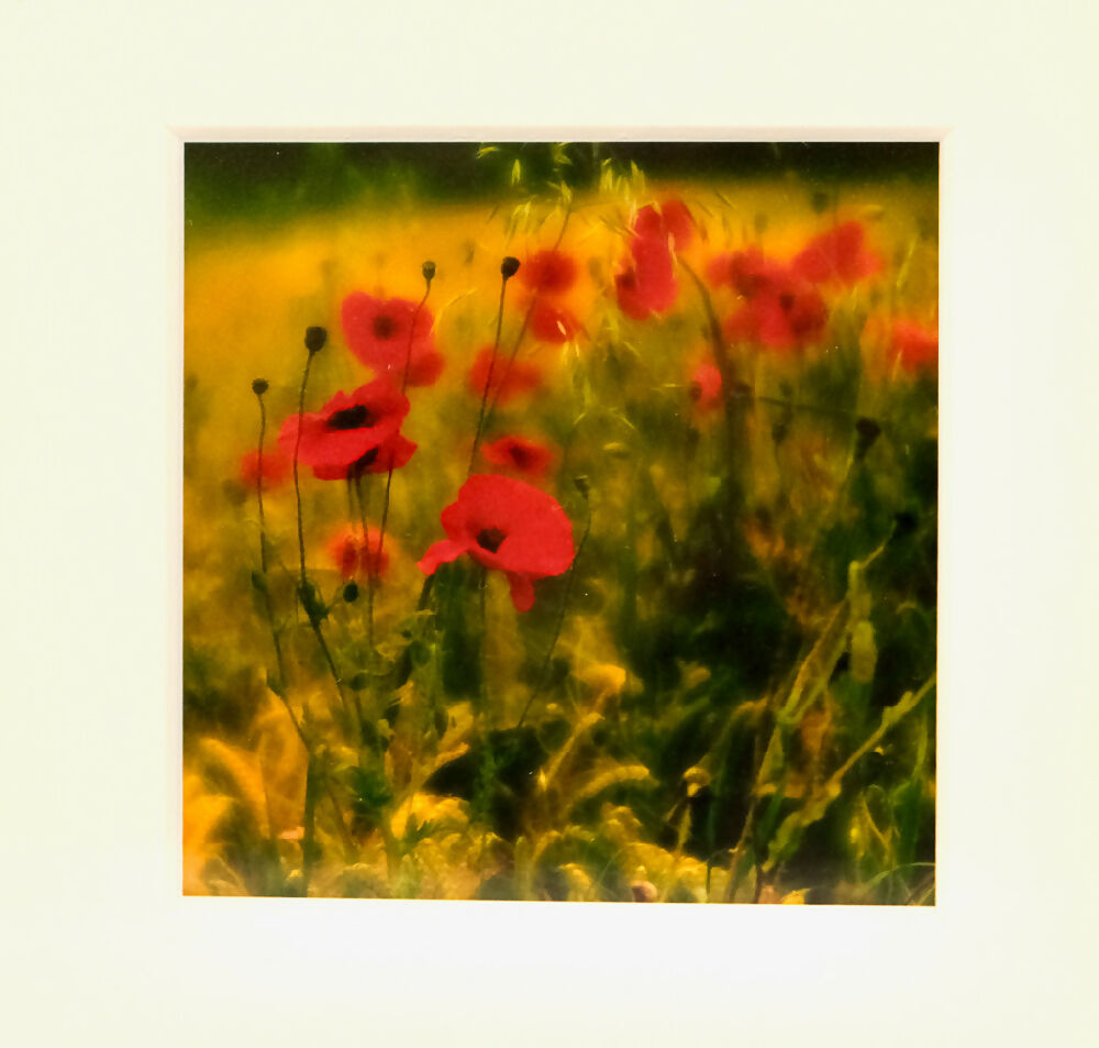 POPPY PRINT IN BOX FRAME - "FIELD OF POPPIES"