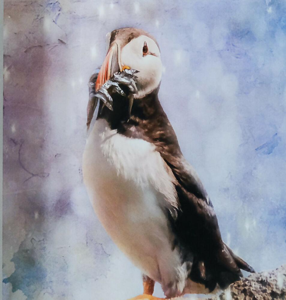 PUFFIN PRINT IN 3D BOX FRAME ("Lunchtime")