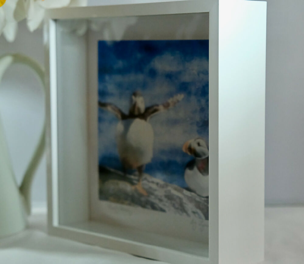 PUFFIN PRINT IN 3D BOX FRAME - "READY STEADY"