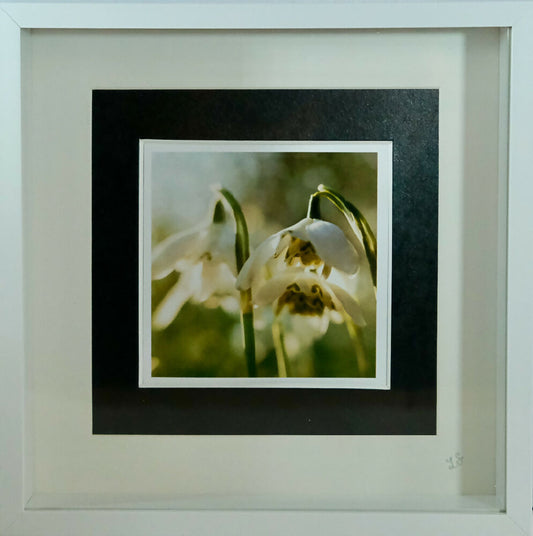 SNOWDROP PRINT IN 3D BOX FRAME "SNOWDROPS"