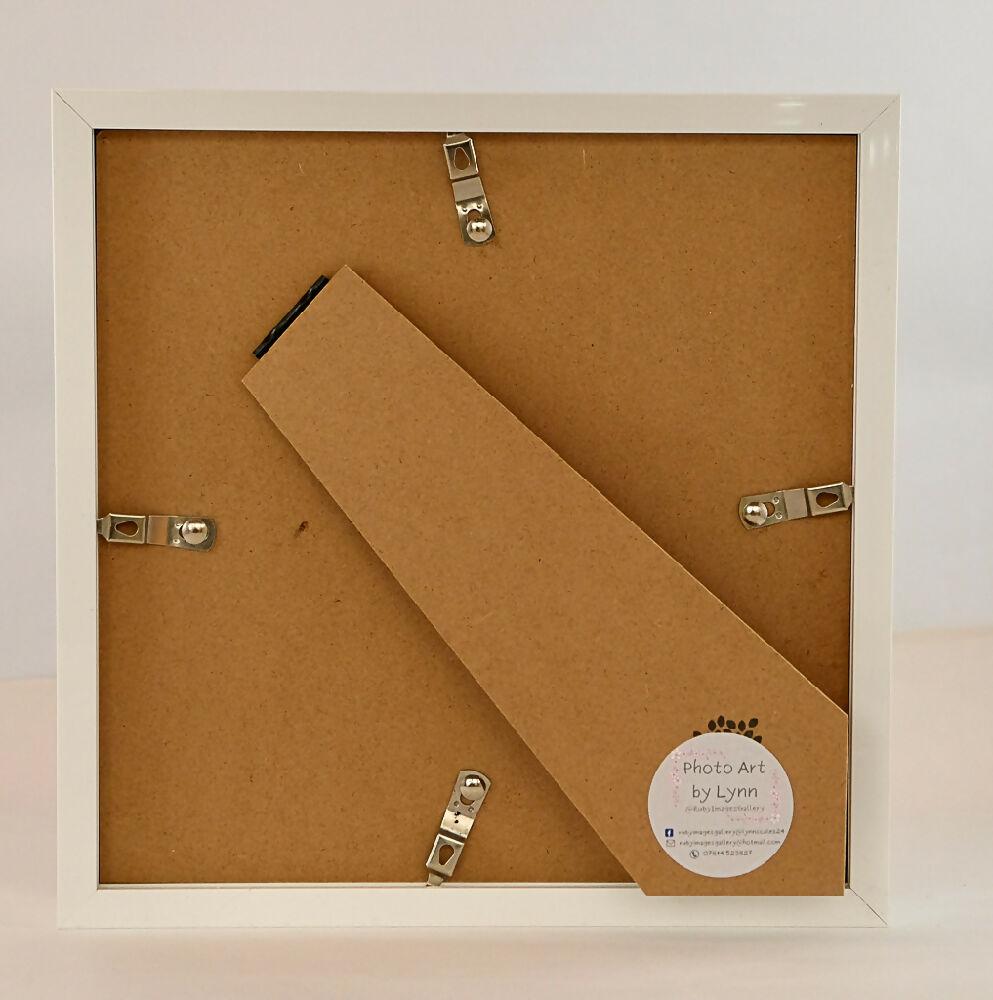 POPPY PRINT IN BOX FRAME - "FIELD OF POPPIES"