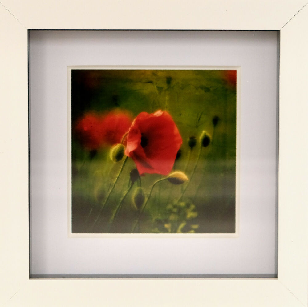 POPPY PRINT IN SMALL BOX FRAME - "LONE POPPY"